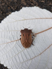 Chalcopis glandulosa