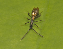 Acanthobetyla