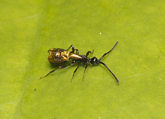 Acanthobetyla