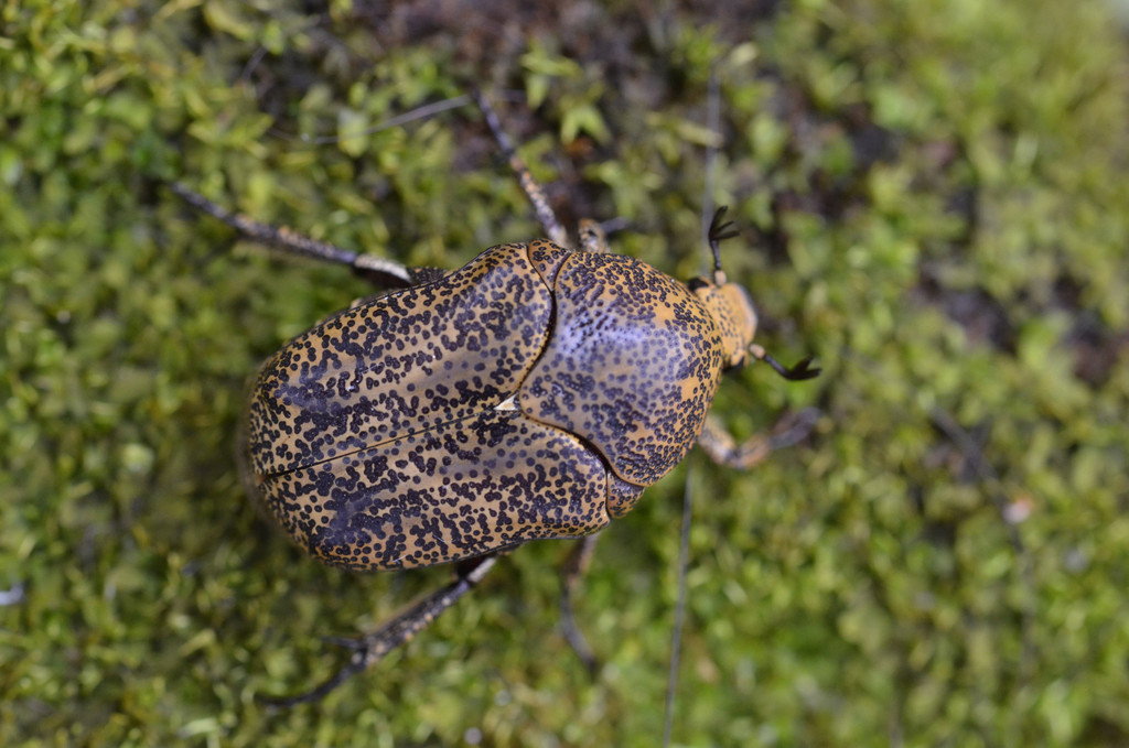 Marmarina maculosa