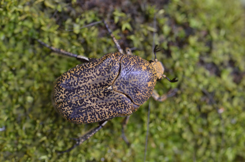 Marmarina maculosa