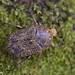 Marmarina maculosa - Photo (c) TOUROULT Julien, algunos derechos reservados (CC BY), subido por TOUROULT Julien