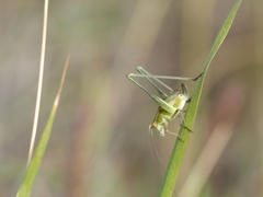 Phaneroptera sparsa