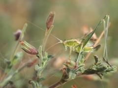 Phaneroptera sparsa