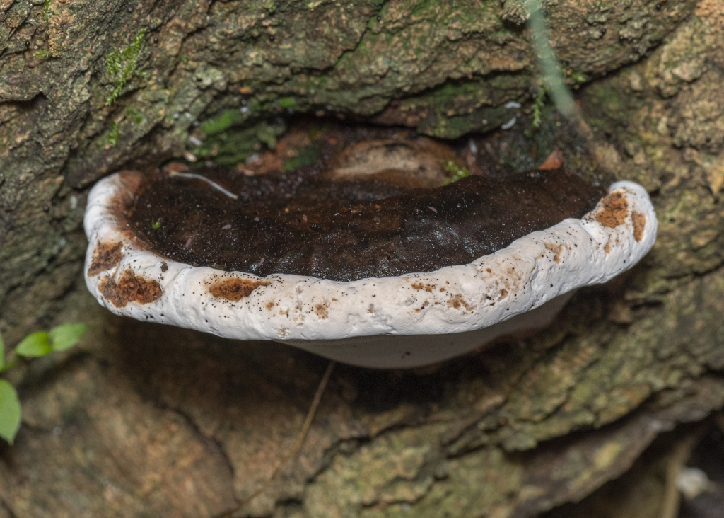 from Blanket Leaf Picnic area, Lorne, Victoria on March