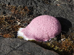 Fuligo septica rosea