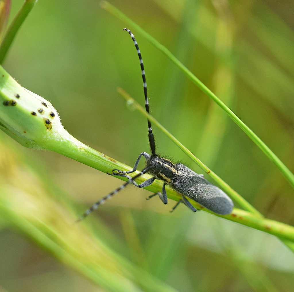 Agapanthia maculicornis