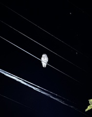 Ninox novaeseelandiae