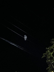 Ninox novaeseelandiae