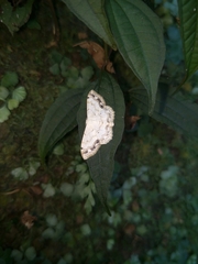 Scopula propinquaria