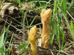Orobanche canescens