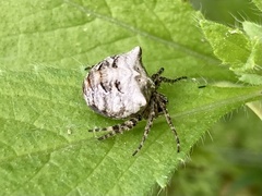 Gibbaranea bituberculata