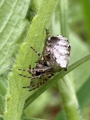 Gibbaranea bituberculata