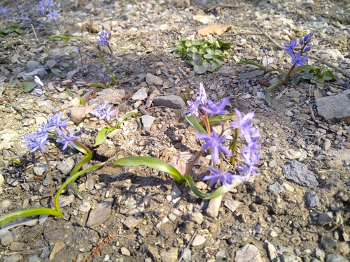 scila dvojlistá (Scilla bifolia)