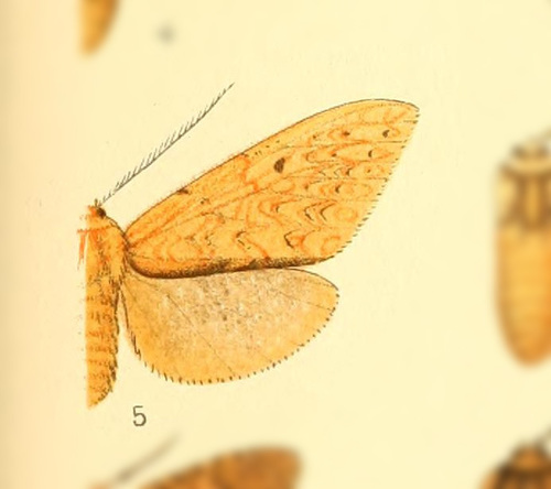 Lophocampa margona