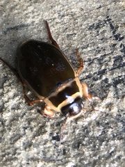 Dytiscus marginalis
