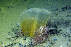 Atrina fragilis