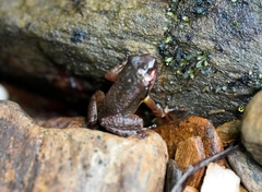 Mannophryne trinitatis