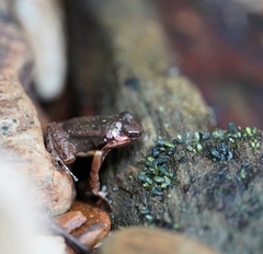 Mannophryne trinitatis