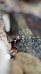 Mannophryne trinitatis