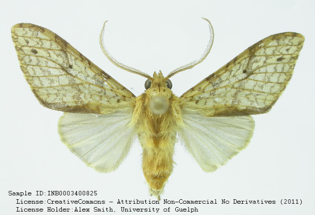 Lophocampa debilis