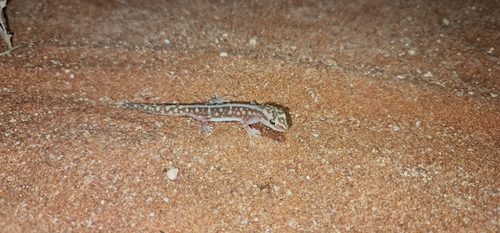 Southern Sandplain Gecko, Lucasium microplax