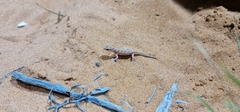 Rhynchoedura eyrensis