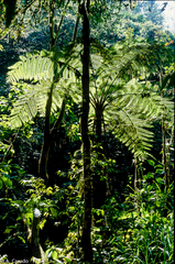 Sphaeropteris lepifera