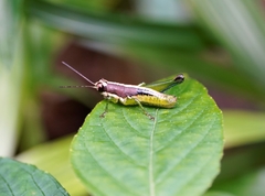 Arimacris trinitatis