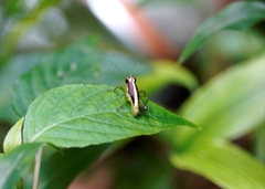 Arimacris trinitatis