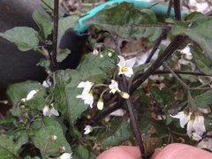 Solanum villosum