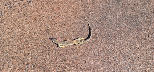 Gould's Goanna, Varanus gouldii