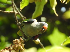 Psittinus cyanurus