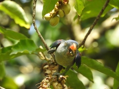 Psittinus cyanurus