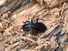 Carabus irregularis