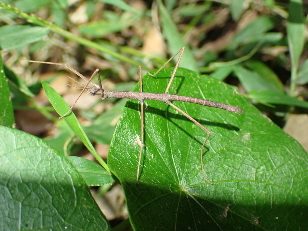 Pachymorpha from Brisbane QLD, Australia on March 19, 2022 at 07:53 PM ...