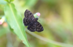 Pellicia dimidiata