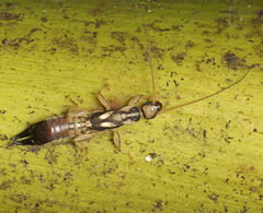 Cranopygia