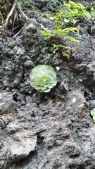 Aeonium glandulosum image