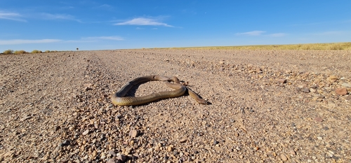 Inland Taipan