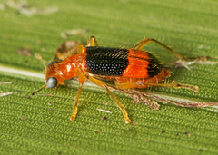 Lemidia