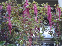 Amaranthus