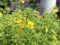 Scoparia montevidensis