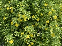 Scoparia montevidensis