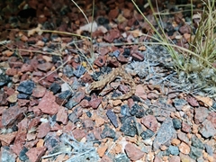Rhynchoedura eyrensis