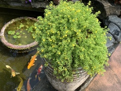 Scoparia montevidensis