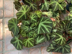 Begonia solimutata