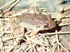 Limnonectes microdiscus