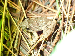 Limnonectes microdiscus