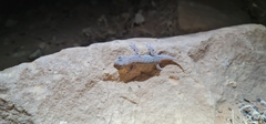 Gehyra versicolor